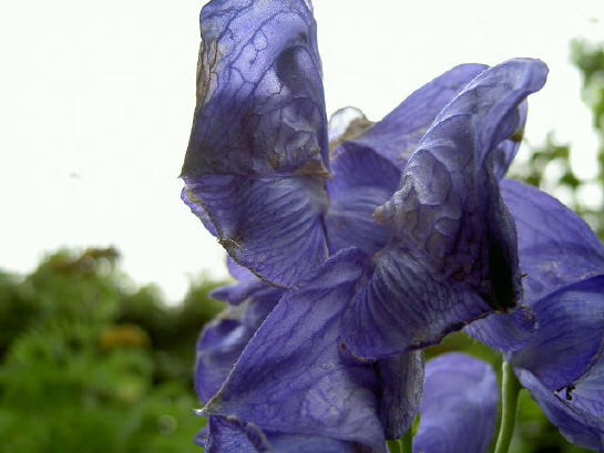 blauw...