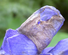 herfstblauw...