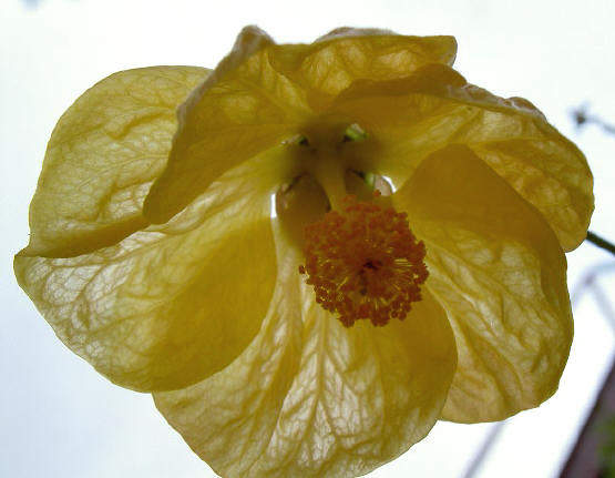 dezelfde gele bloem, van onderen...