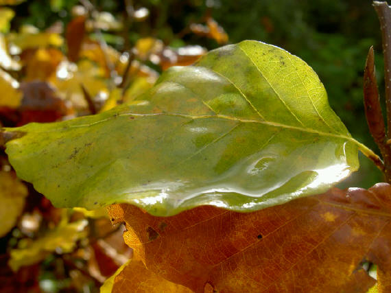 herfst dus...
