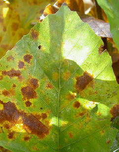 groen met bruin...