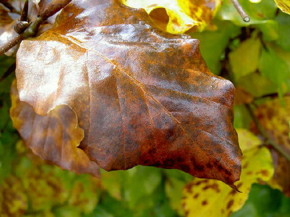 warm glimmend...