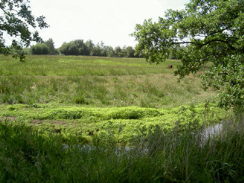 er lopen her en der ook wat wilde koeien rond...