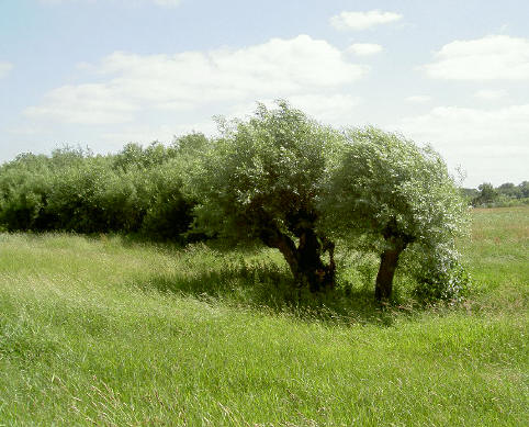 knotwilgen langs de dijk