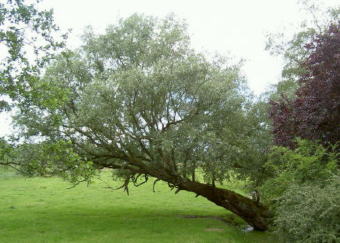 een van de apartste bomen langs de dijk