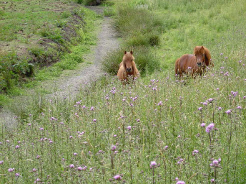 ponies langs de dijk