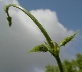 hop