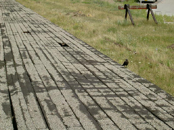 zelfs dieren hebben hier weinig meer te zoeken...