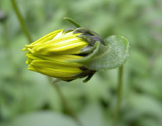 hard groen en lelijk geel, kan ook...