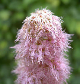 ook dit rare knuffelbeest is een bloem...