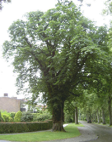 een van mijn favoriete bomen in haren
