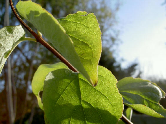 andere plant, ander blad, andere nerf...