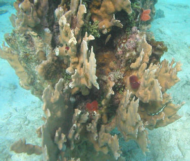 foto - pieter medema - aruba