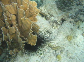foto - pieter medema - aruba