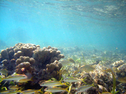 onder water bij aruba...