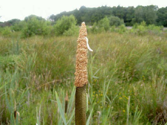 sigaar in de polder...