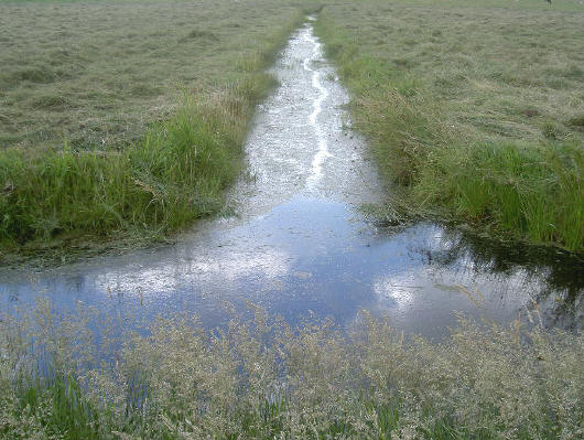 eendenspoor...