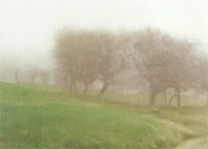 bomen
