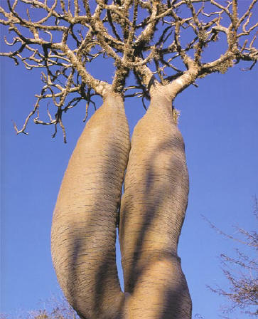 siamese tweelingboom...