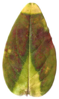 tuinblaadje