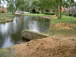 alle witbestipte bomen staan klaar voor de kettingzaag van de gemeente
haren…