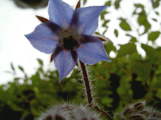 borage - die haartjes vind ik altijd zo fascinerend...