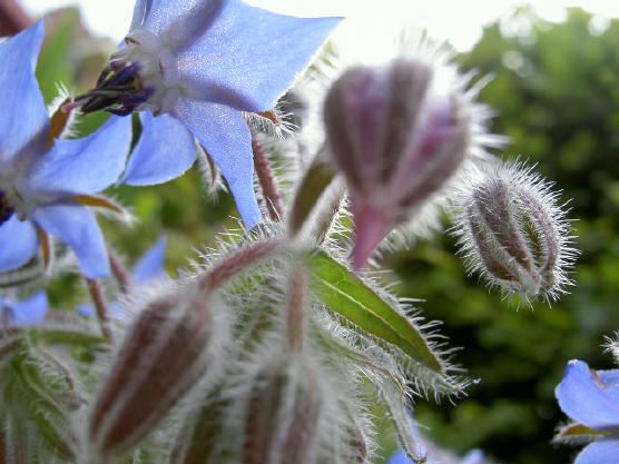 nog een keer borage...