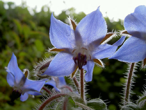 mooi blauw...