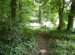 wandelpad