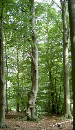 hoge bomen...