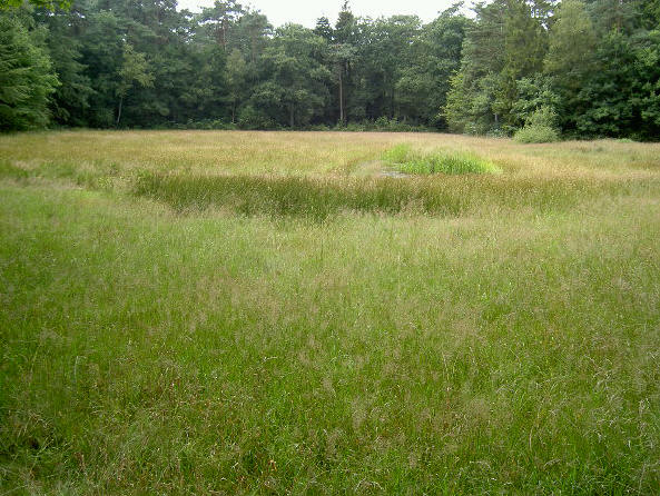 open plek met vennetje