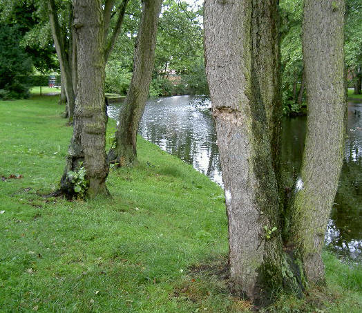 33 bomen weg op één plek, dat is erg veel....