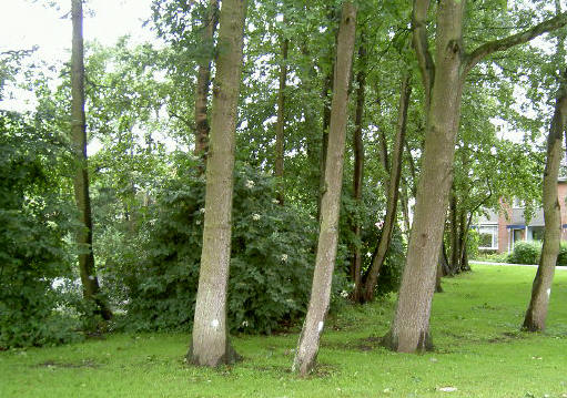 de bomen met stip moeten weg