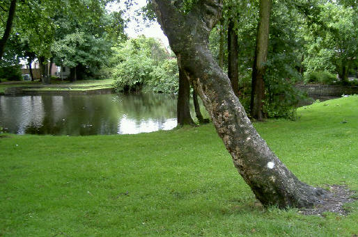 ook de mooie karakteristieke bomen moeten weg