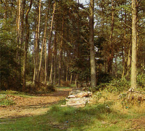 groeten uit een bos….