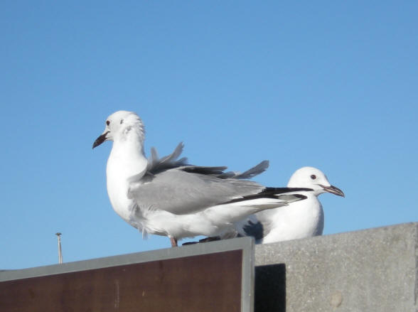 meeuw