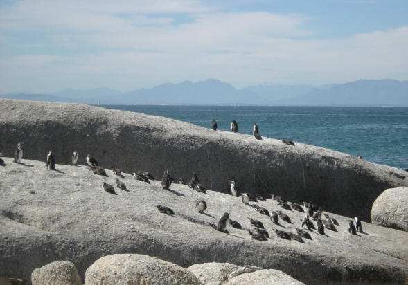pinguinkolonie