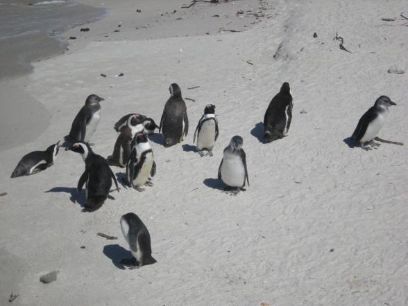 pinguins op het strand...