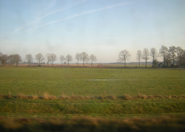 bomen aan de horizon