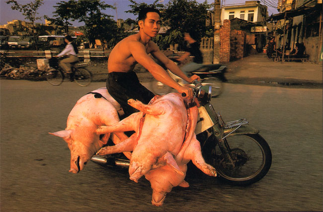 varkens...