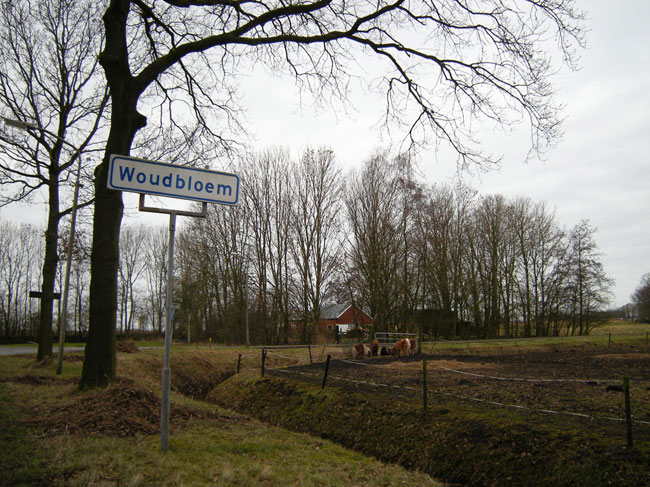 woudbloem...