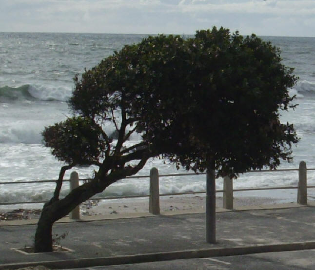 scheefgegroeide boom aan de kust...