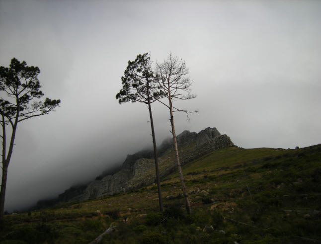 bomen op de tafelberg