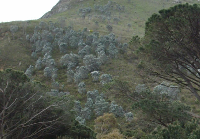 silvertrees...
