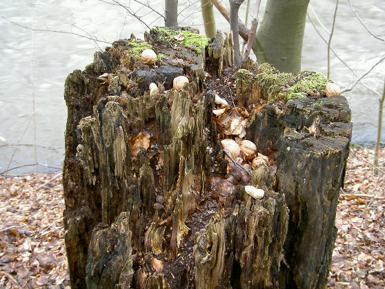 voederboomstronk - volgelegd met nootjes en zaden...