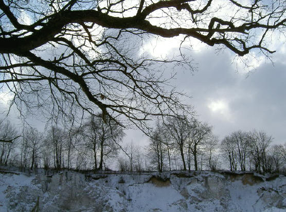 bomen op rots...