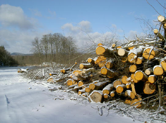ik heb een hekel aan omgezaagde bomen, maar dit was wel een heel mooi gezicht...