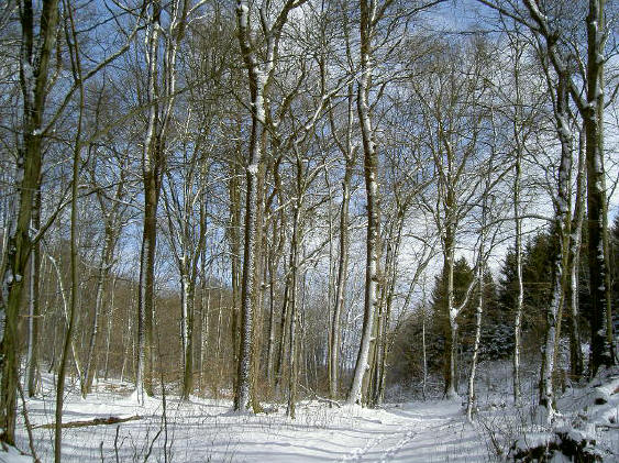 elegante bomen...