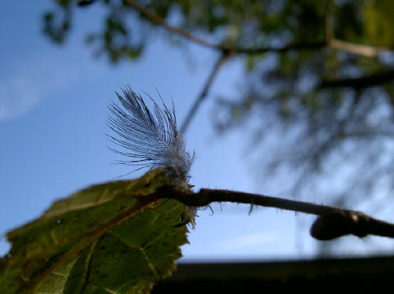 veertje op blad...