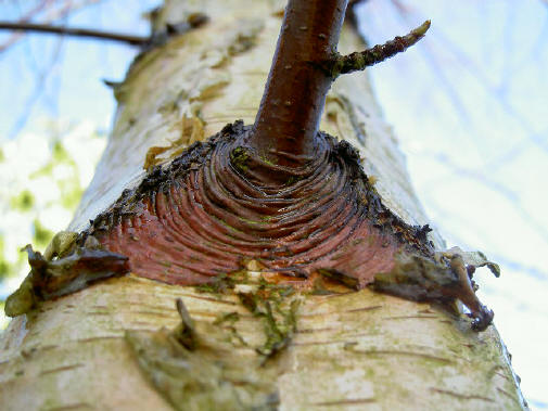 toekomstig oog?...